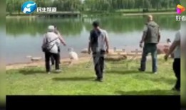 郑州七中爆料事件视频最新,真相与争议交织的教育漩涡